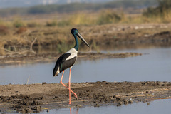 Ephippiorhynchus asiaticus