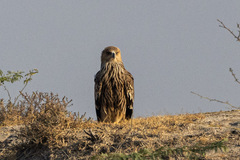 Aquila heliaca
