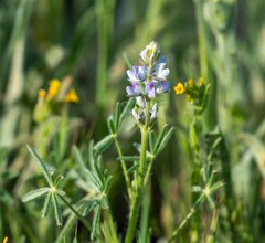 Lupinus bicolor