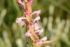 Satyrium longicauda longicauda