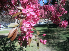 Crataegus persimilis