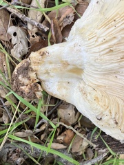 Russula brevipes