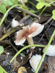 Lepiota lilacea