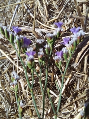 Limonium binervosum