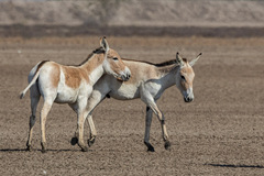 Equus hemionus khur