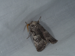 Cryptophasa irrorata