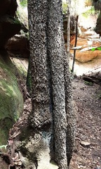 Quintinia sieberi