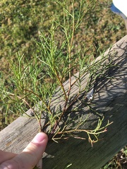 Callitris glaucophylla