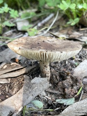 Melanoleuca brevipes