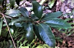 Quintinia sieberi
