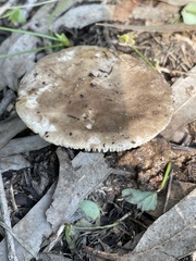 Melanoleuca brevipes