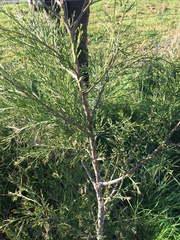 Callitris glaucophylla