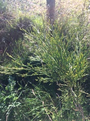 Callitris glaucophylla