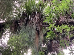 Phlegmariurus varius