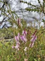 Melaleuca gibbosa