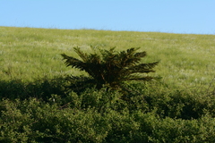 Cyathea dregei