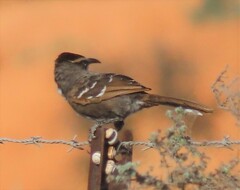 Pomatostomus ruficeps