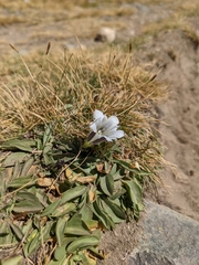 Gentiana newberryi tiogana