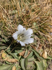 Gentiana newberryi tiogana