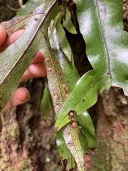 Microsorum pustulatum pustulatum