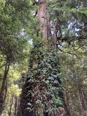 Microsorum pustulatum pustulatum