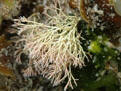 Amphiroa anceps