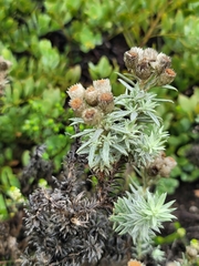 Achyranthemum paniculatum