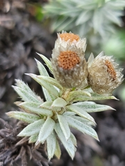 Achyranthemum paniculatum