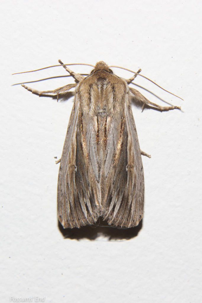 Southern Armyworm
