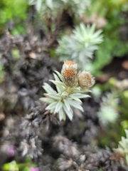 Achyranthemum paniculatum