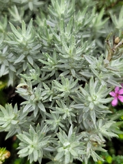 Achyranthemum paniculatum