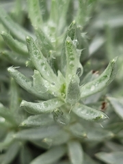 Achyranthemum paniculatum