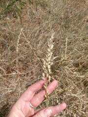 Enneapogon cenchroides