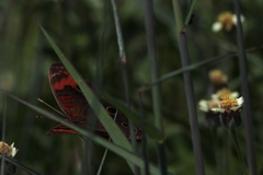 Junonia neildi varia