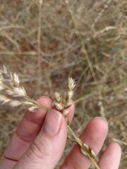 Enneapogon cenchroides