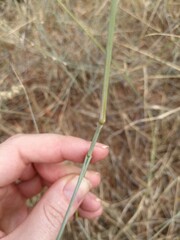 Enneapogon cenchroides