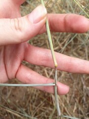 Enneapogon cenchroides