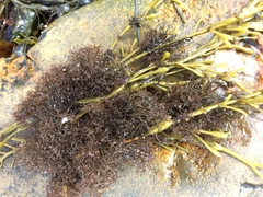 Vertebrata lanosa