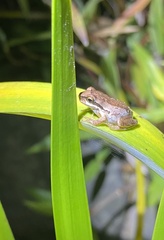 Litoria ewingii