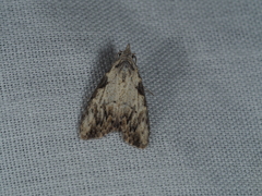 Nola pleurochorda