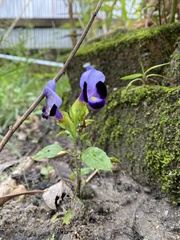 Torenia fournieri