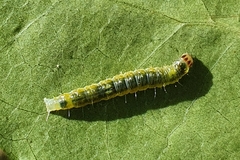 Cryptoptila immersana