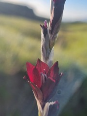 Dierama reynoldsii