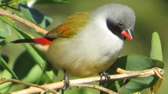 Coccopygia melanotis