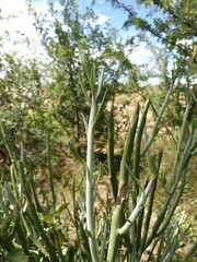 Kleinia longiflora