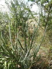 Kleinia longiflora