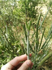 Kleinia longiflora