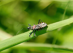 Rhynocoris venustus