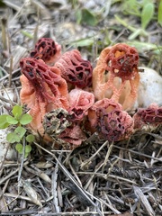 Colus hirudinosus