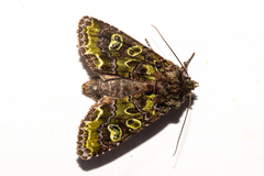 Ichneutica chlorodonta